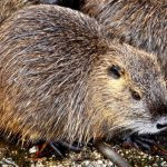 nutria