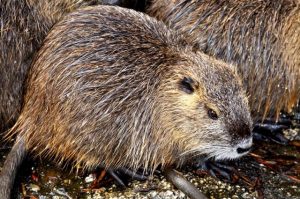 nutria