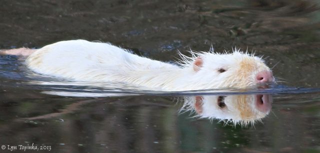 nutria alba