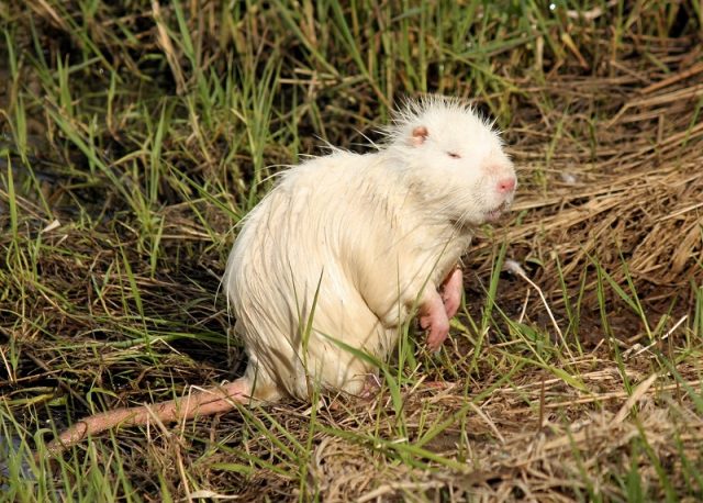 nutria albino