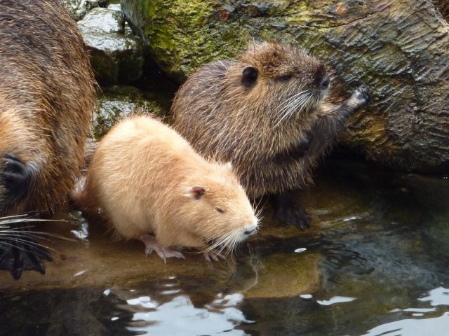 nutria aurie