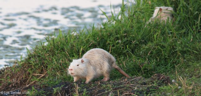 nutria bej sidefie