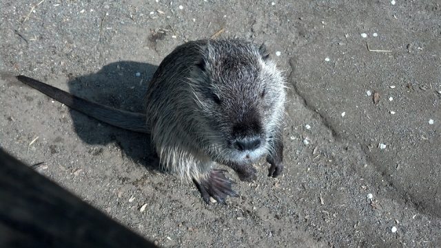 nutria hemozigota