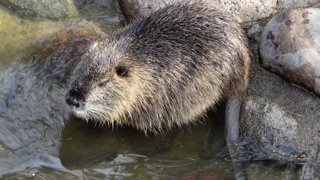 nutria heterozigot