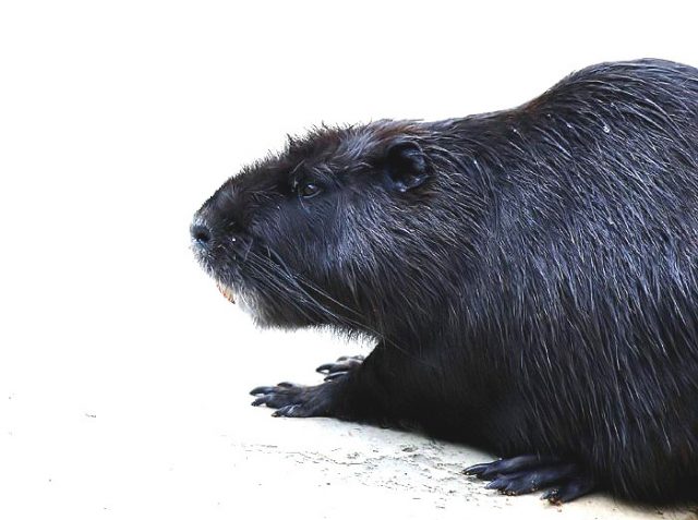 nutria neagra