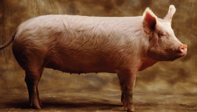 porc porcina