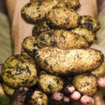 Cultivarea cartofilor: soiuri, tehnici de îngrijire și recoltare