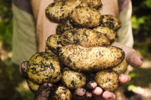 Cultivarea cartofilor: soiuri, tehnici de îngrijire și recoltare