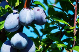 Ghid complet pentru cultivarea prunilor: Soiuri, Cultivare și Utilizare a Prunelor