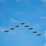 De ce zboară păsările migratoare în forma literei „V”? Are rol esențial in supraviețuire și eficientizarea zborului