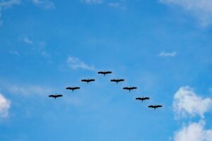 De ce zboară păsările migratoare în forma literei „V”? Are rol esențial in supraviețuire și eficientizarea zborului