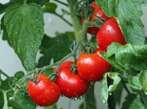 Ghid complet pentru cultivarea roșiilor: Soiuri și sfaturi practice